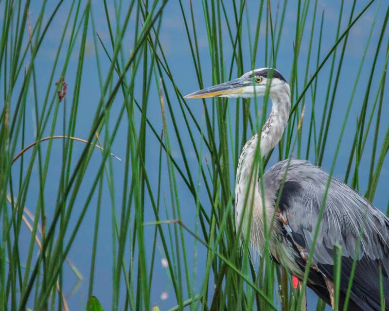 Great Blue Heron (5)