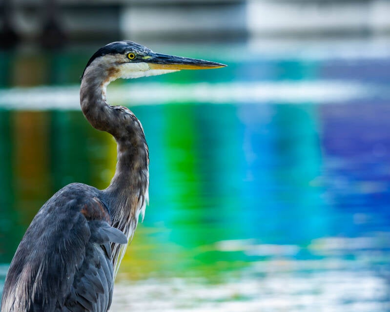 Great Blue Heron (3)