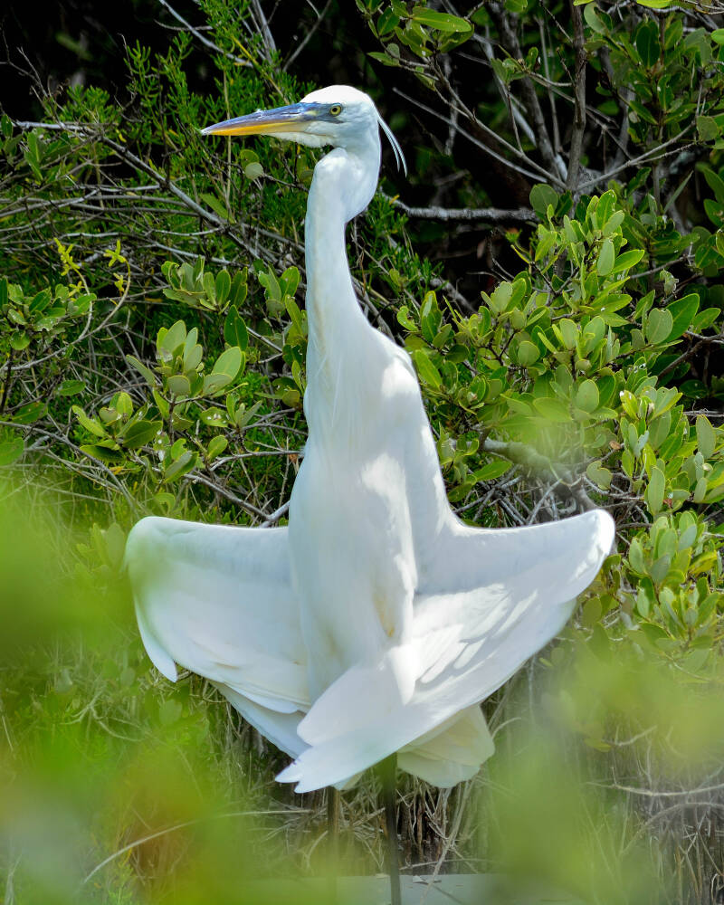 Great White Heron (1)