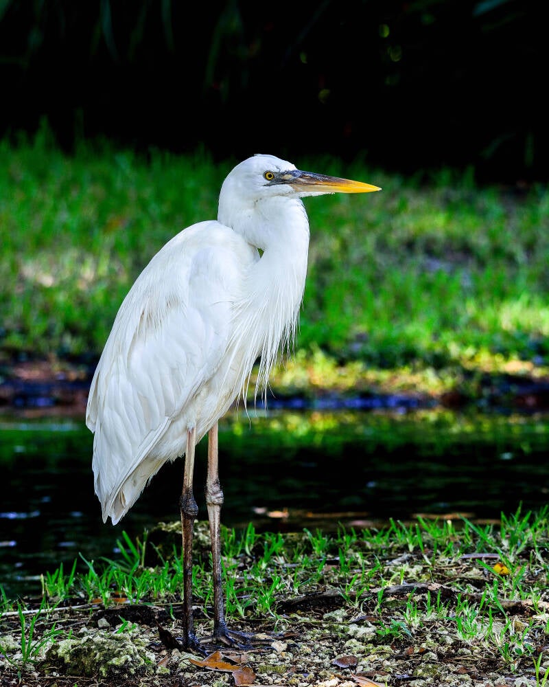 Great White Heron (2)