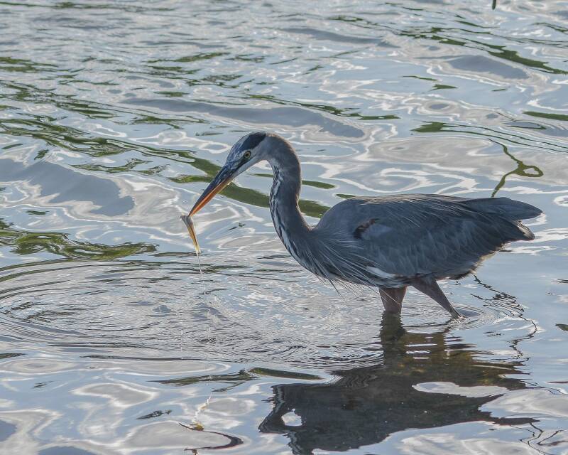 Great Blue Heron (2)