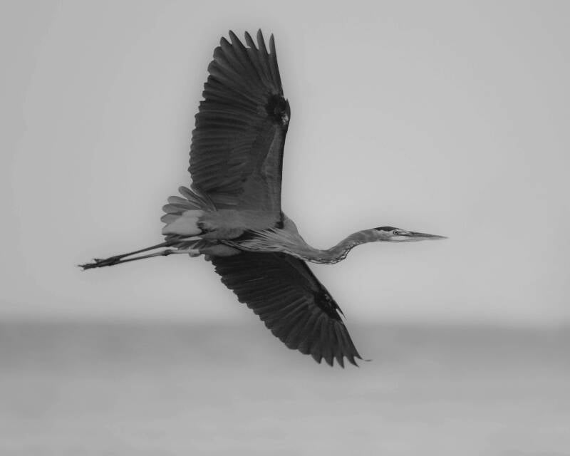 Great Blue Heron (1)