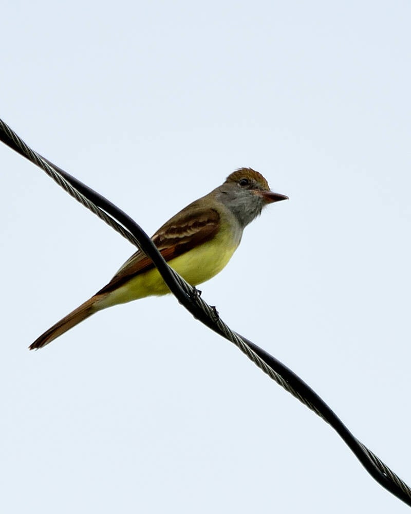 Great-Crested Flycatcher (1)