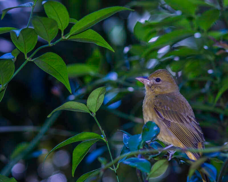 Summer Tanager (2)
