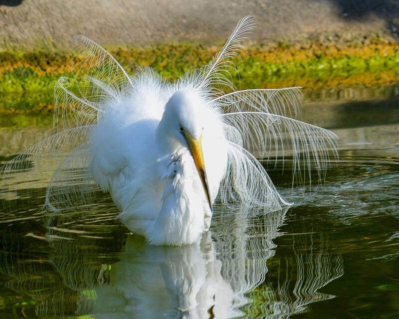 Great Egret (3)