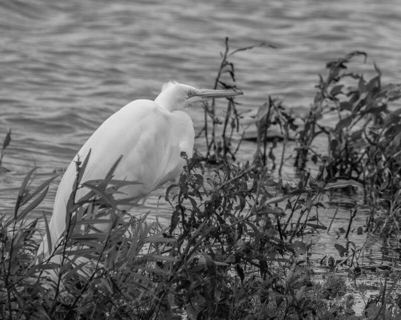 Great Egret (4)