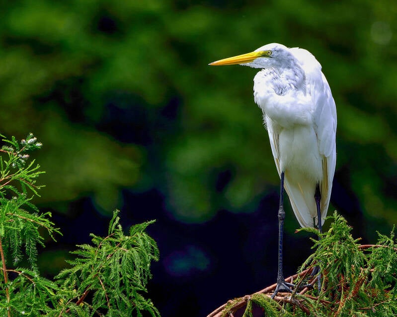 Great Egret (5)