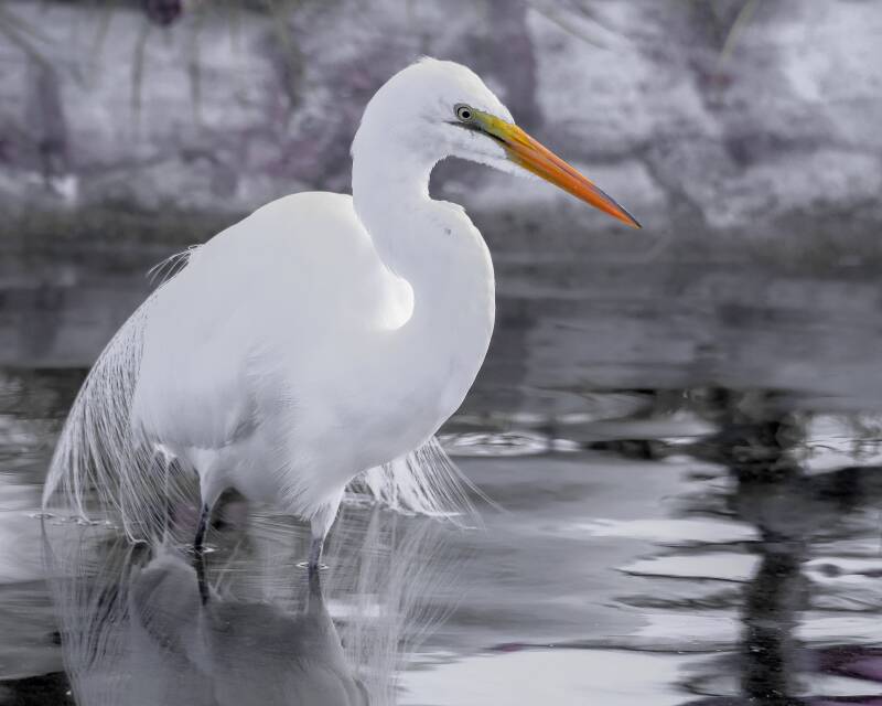 Great Egret (2)