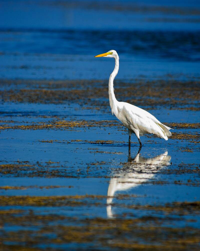 Great Egret (1)