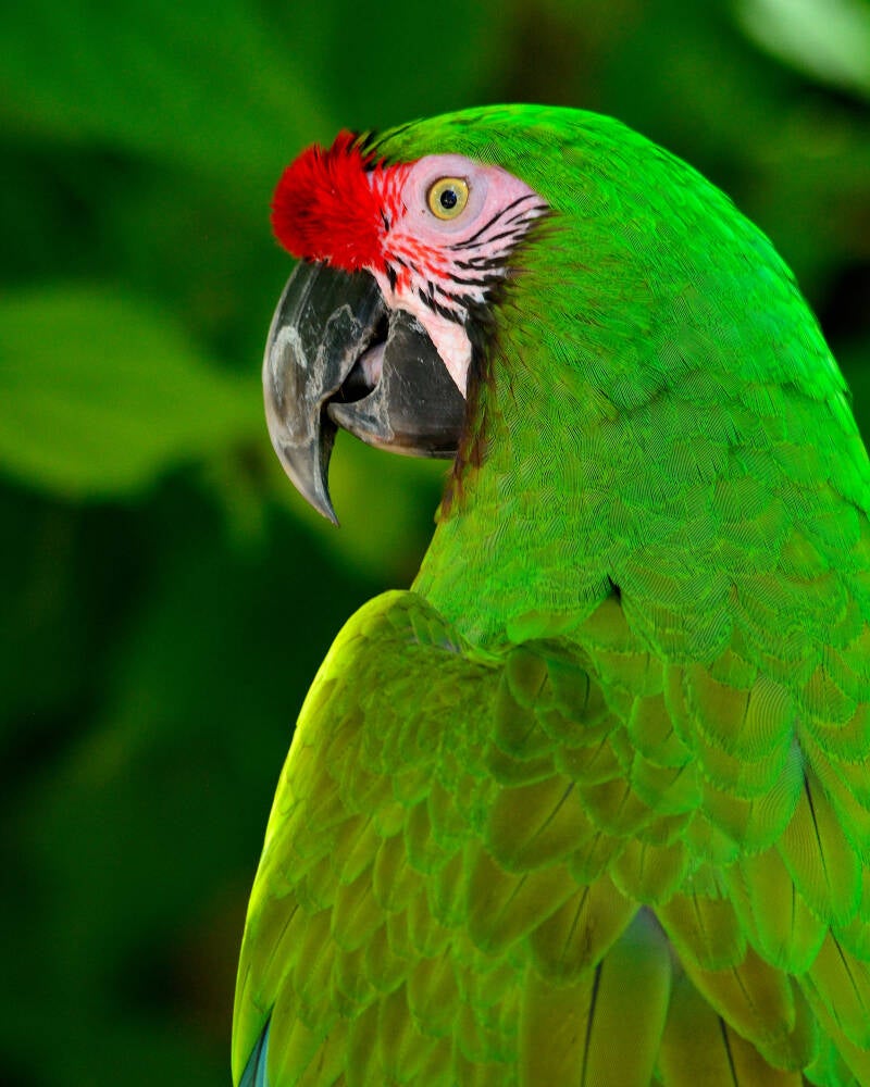 Great Green Macaw (1)