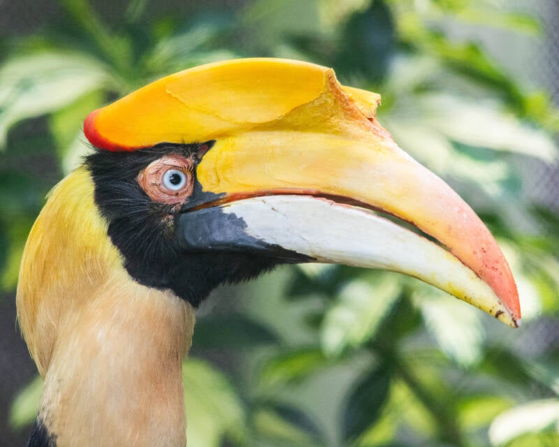 Great Indian Hornbill (1)