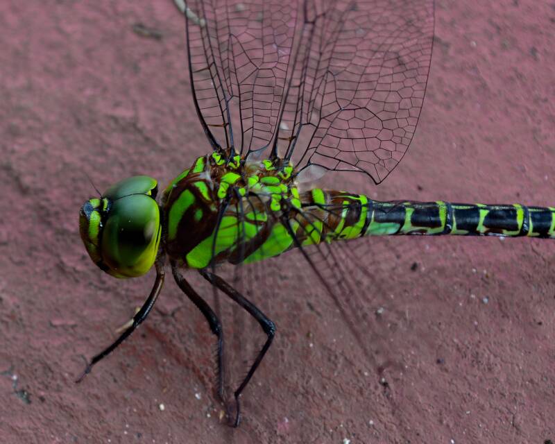 Great Pondhawk (1)