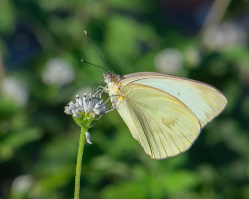 Great Southern White (1)