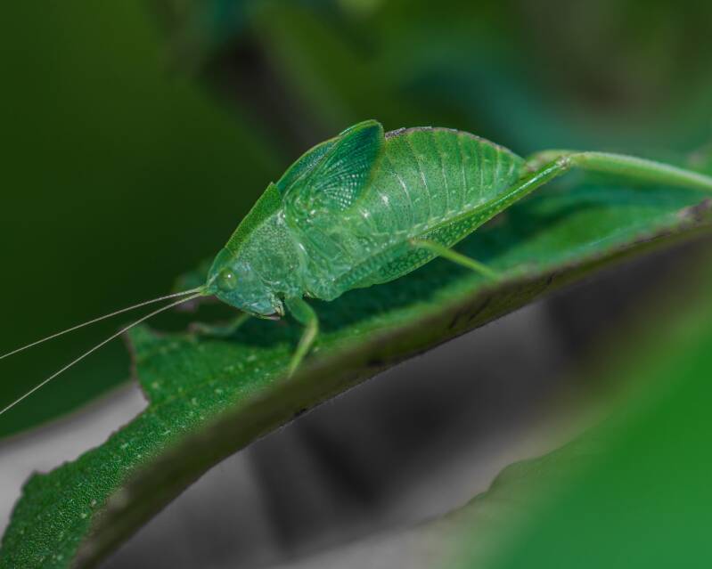 Narrow-Beaked Katydid (1)