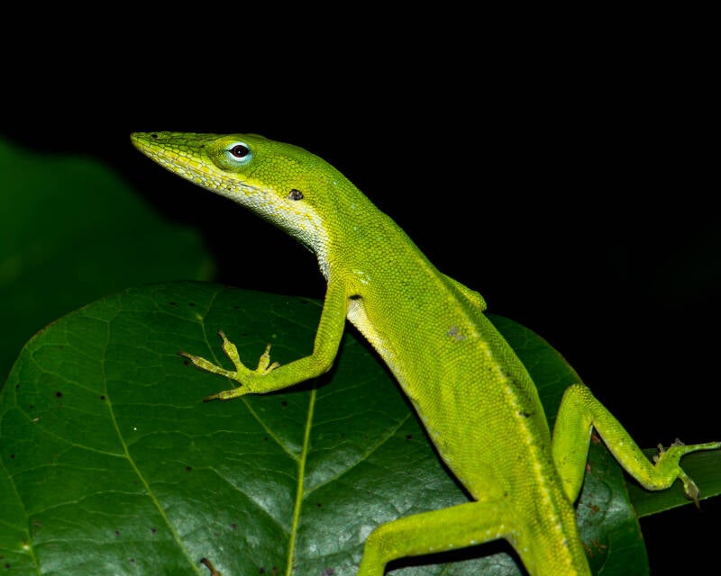 Green Anole (5)