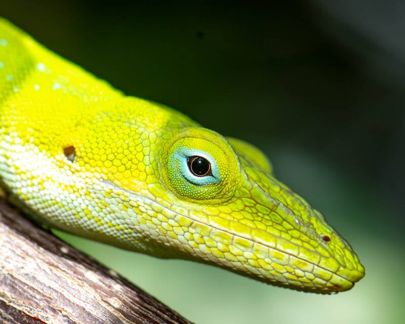 Green Anole (6)