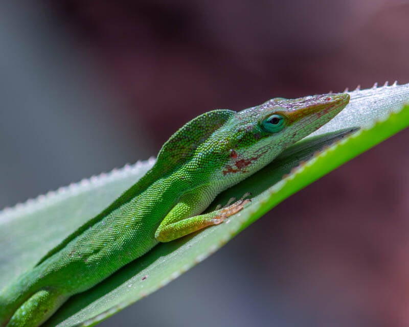 Green Anole (10)