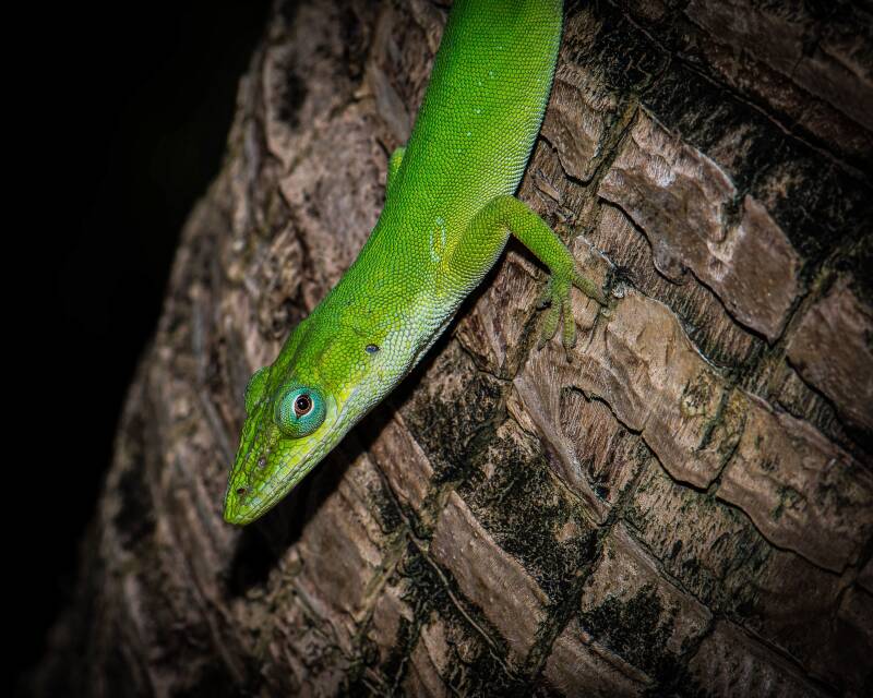 Green Anole (3)