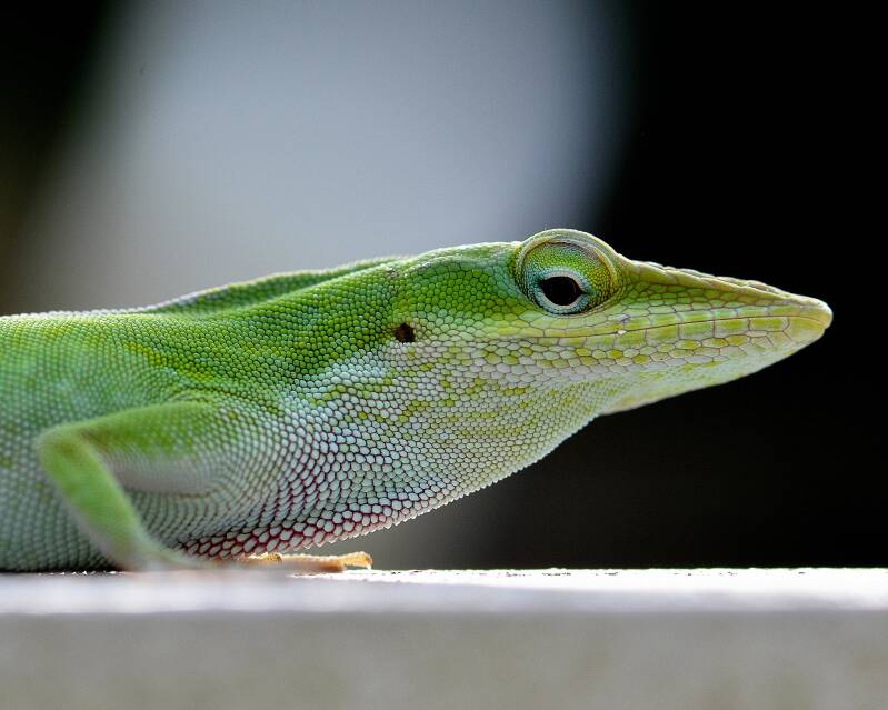 Green Anole (1)
