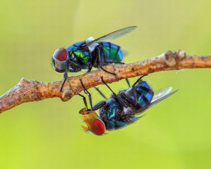 Oriental Latrine Fly (1)