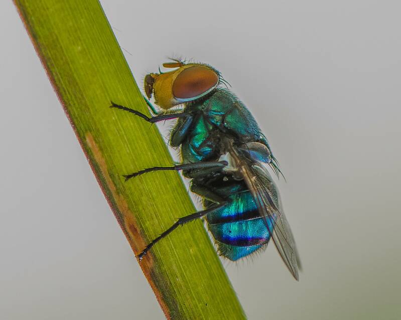Oriental Latrine Fly (2)
