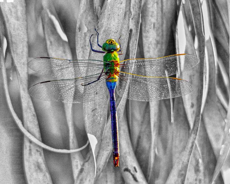 Green Darner (1)