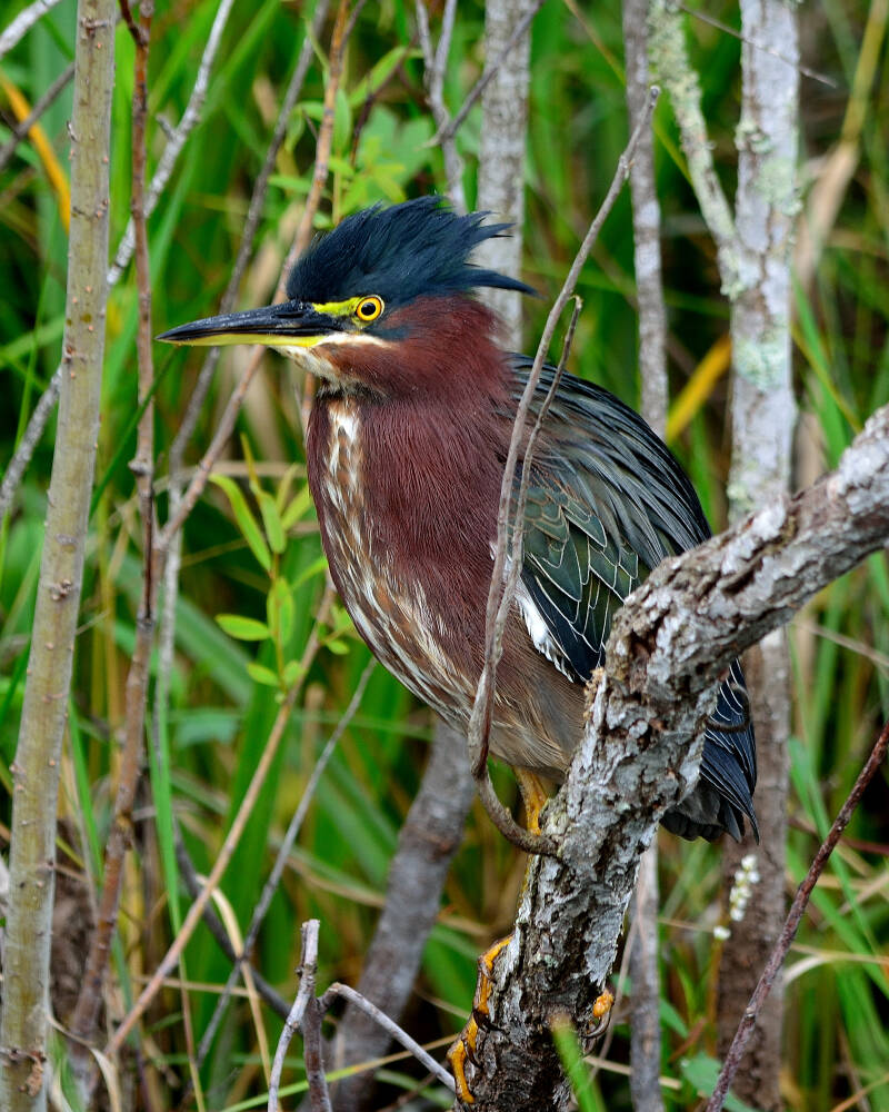 Green Heron (2)