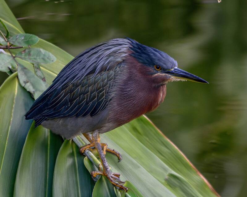 Green Heron (1)