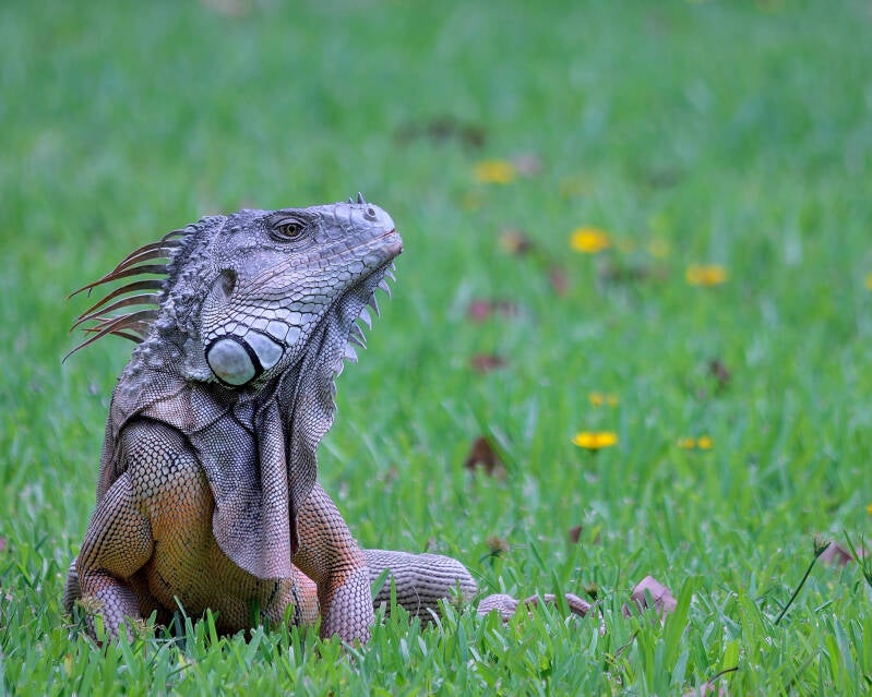Green Iguana (7)
