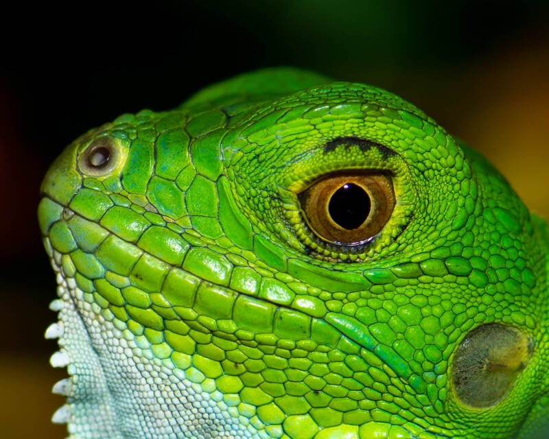 Green Iguana (3)