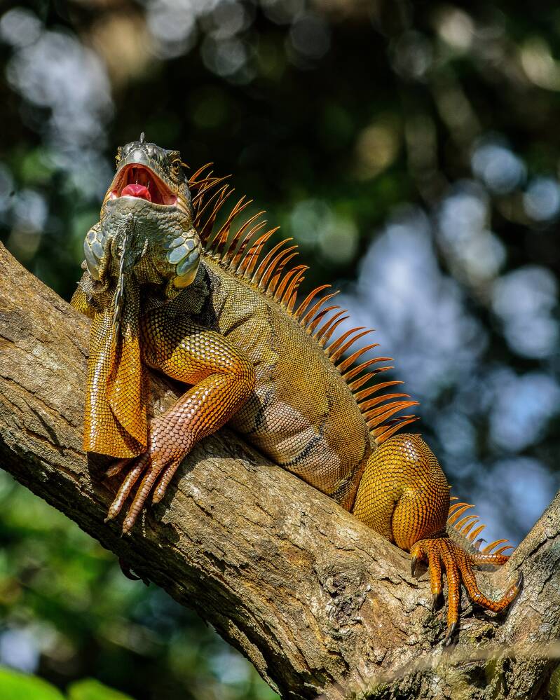 Green Iguana (1)