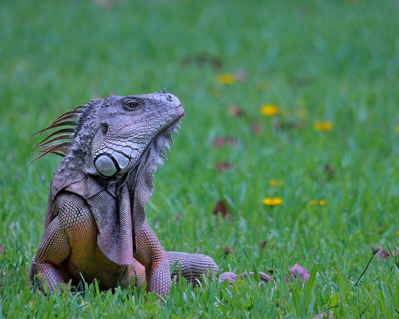 Green Iguana (2)