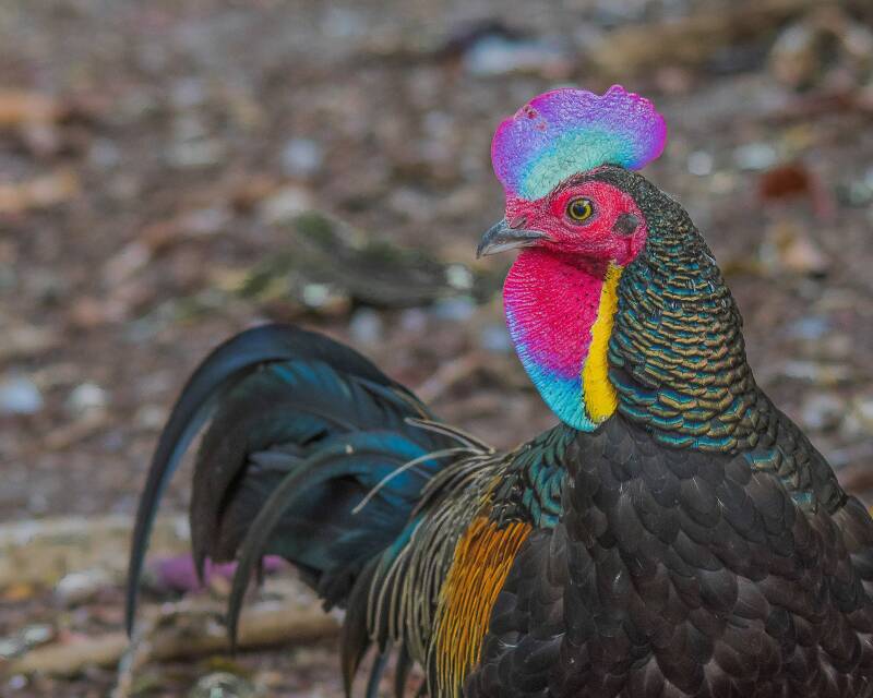 Green Junglefowl (1)