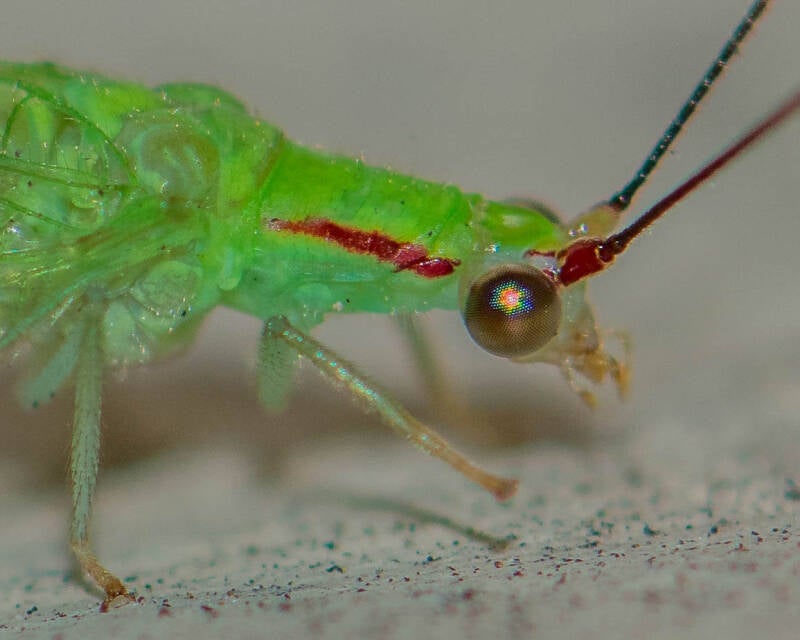 Green Lacewing (3)