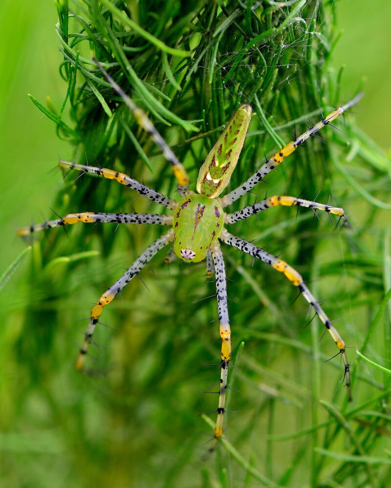 Green Lynx Spider (6)