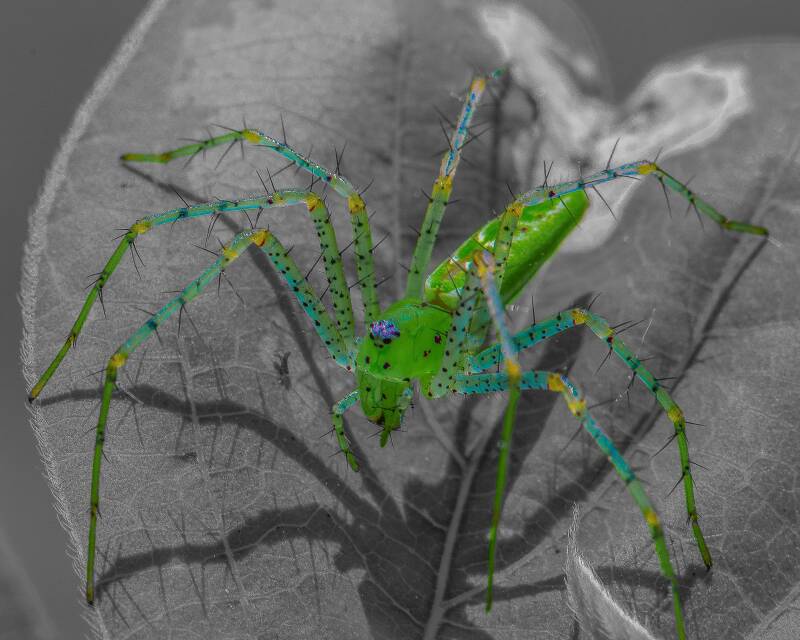 Green Lynx Spider (1)
