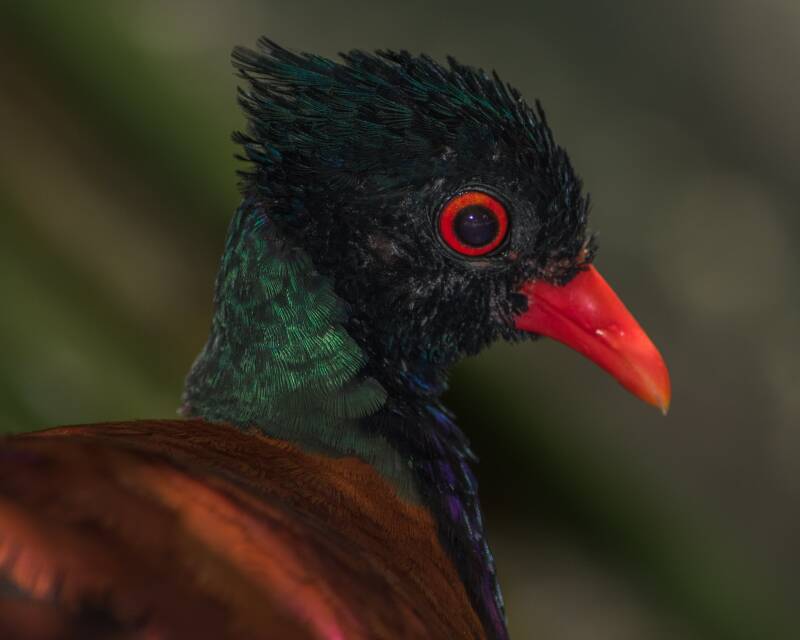 Green-Naped Pheasant Pigeon (1)