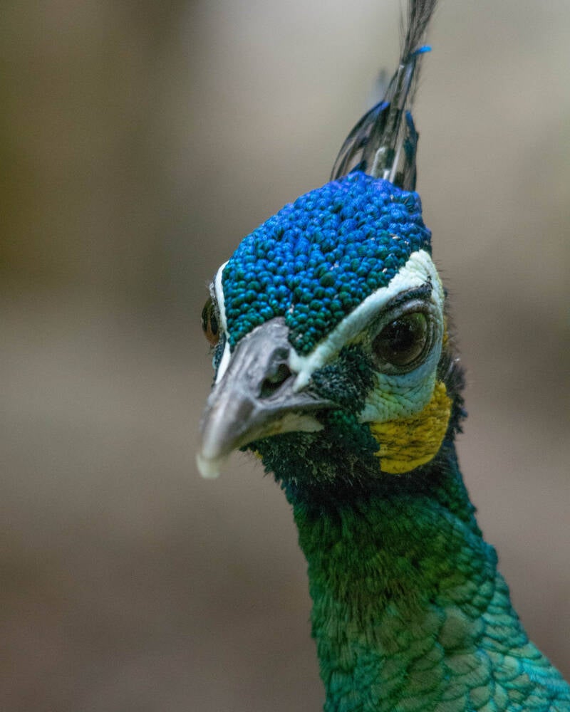 Indian Green Peafowl (4)