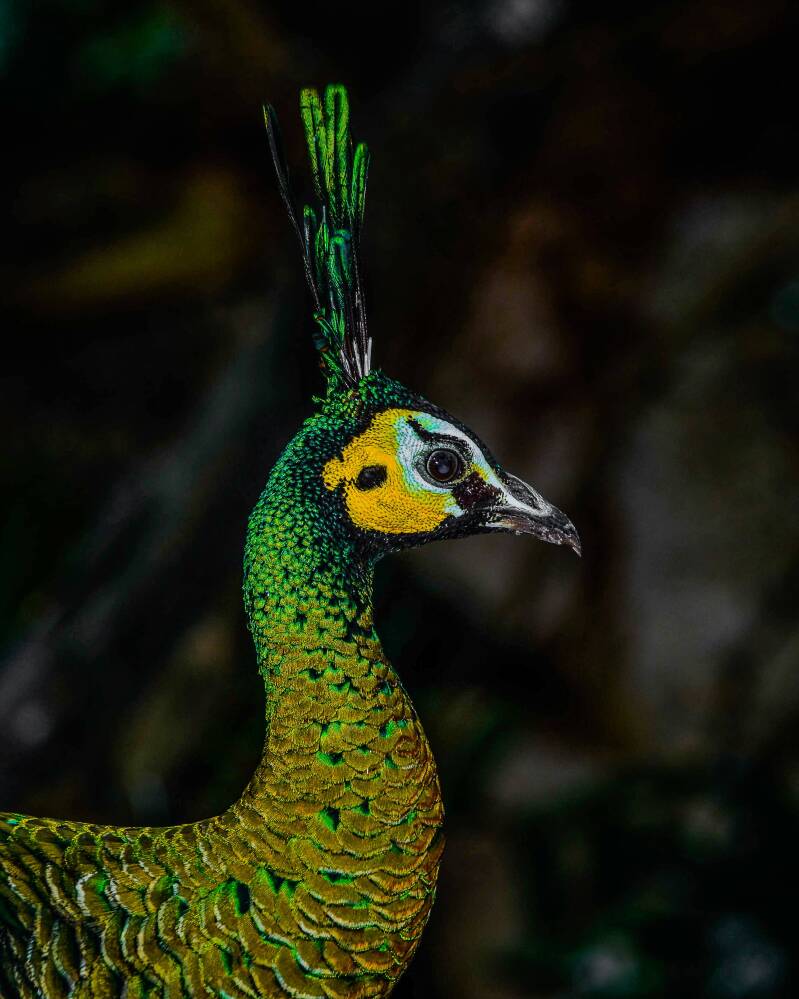  Indian Green Peafowl (1)