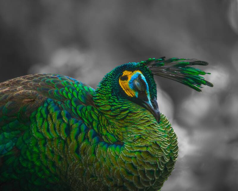 Indian Green Peafowl (2)