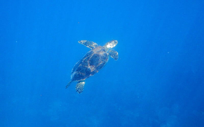 Green Sea Turtle (1)