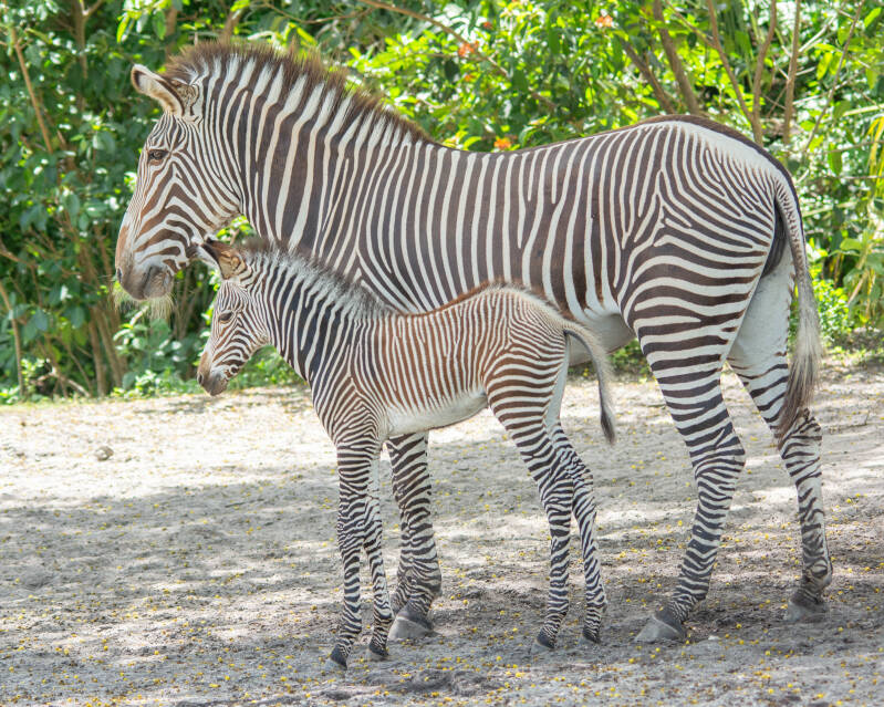 Grevy's Zebra (5)
