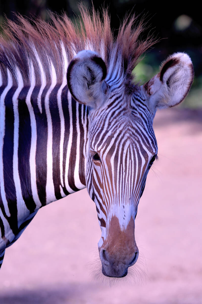 Grevy's Zebra (3)