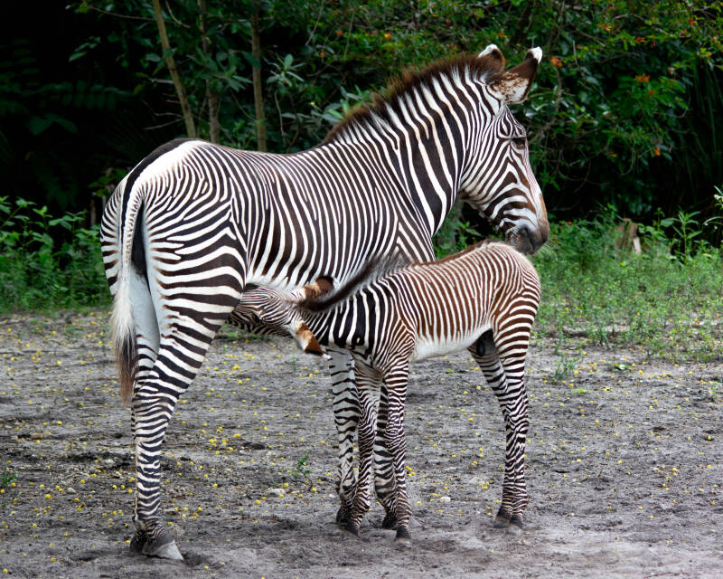 Grevy's Zebra (4)