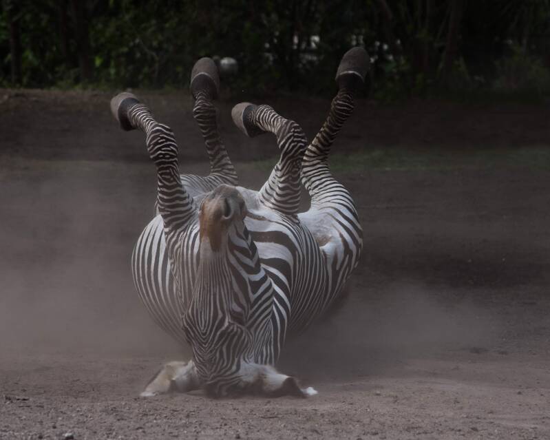 Grevy's Zebra (2)