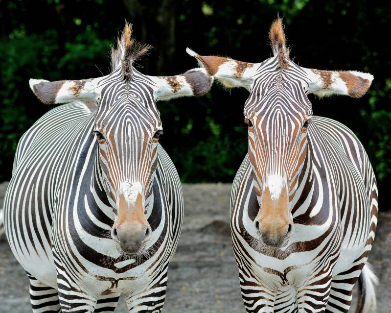 Grevy's Zebra (1)