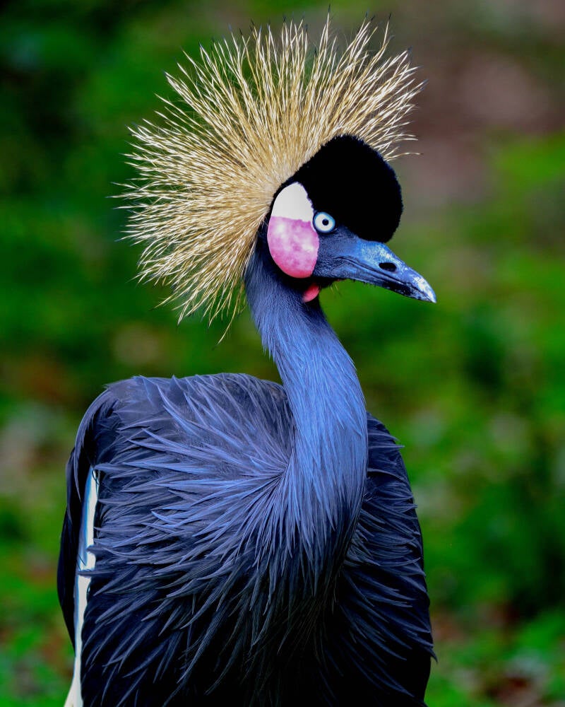 East African Crowned Crane (2)