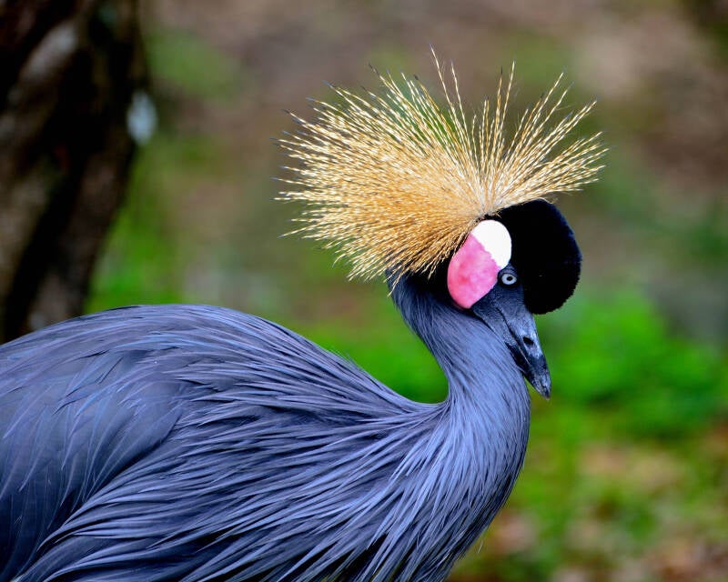 East African Crowned Crane (3)