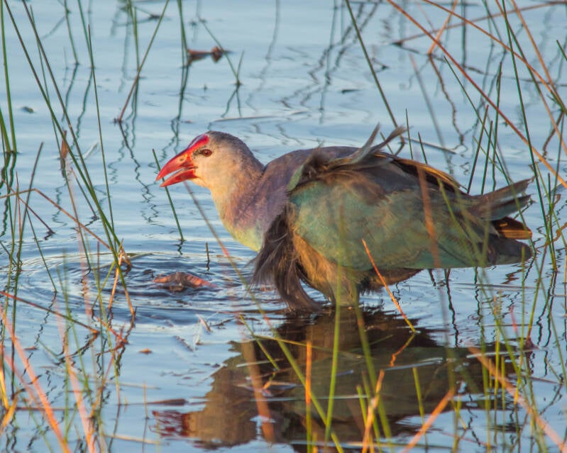 Gray-Headed Swamphen (1)