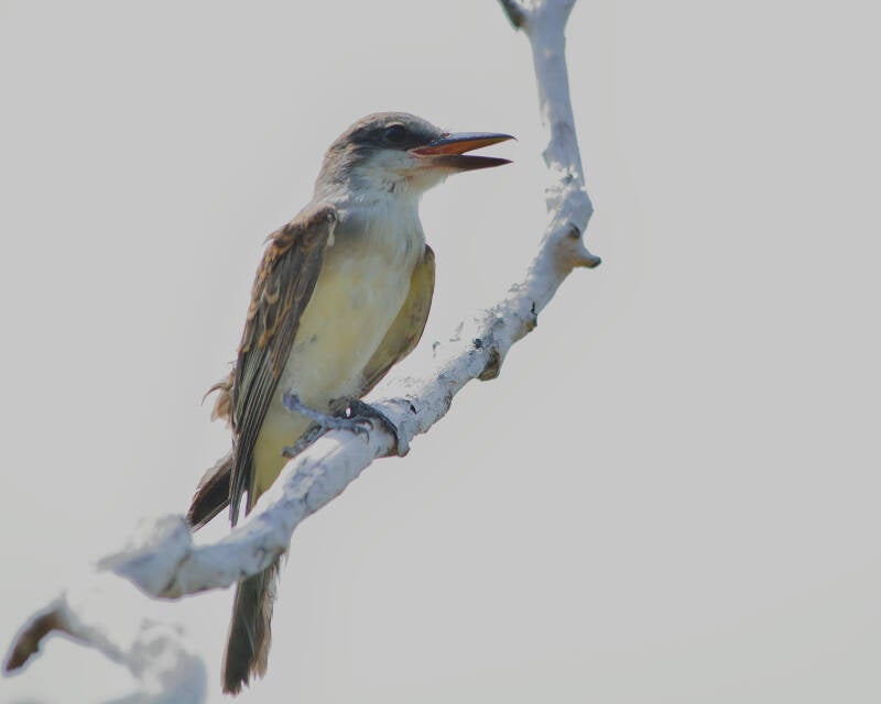 Gray Kingbird (2)